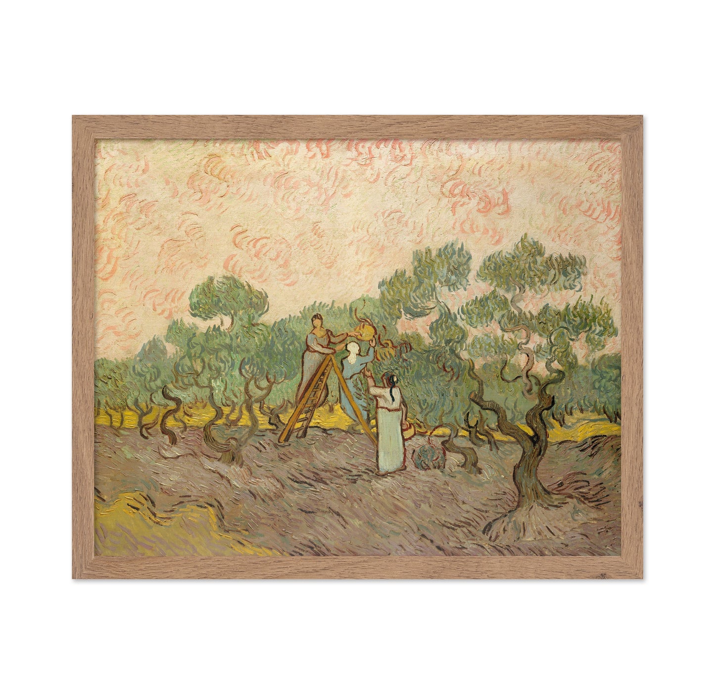 Picking Olives 1889