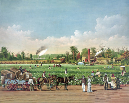 Cotton Plantation 1884