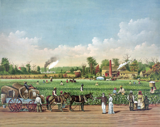 Cotton Plantation 1884