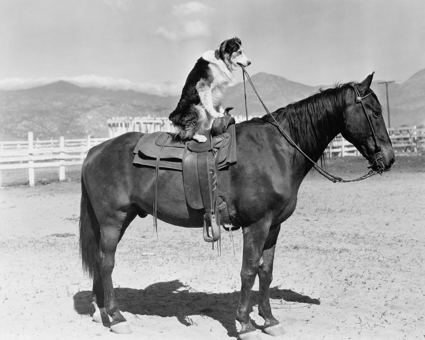 Saddle Up