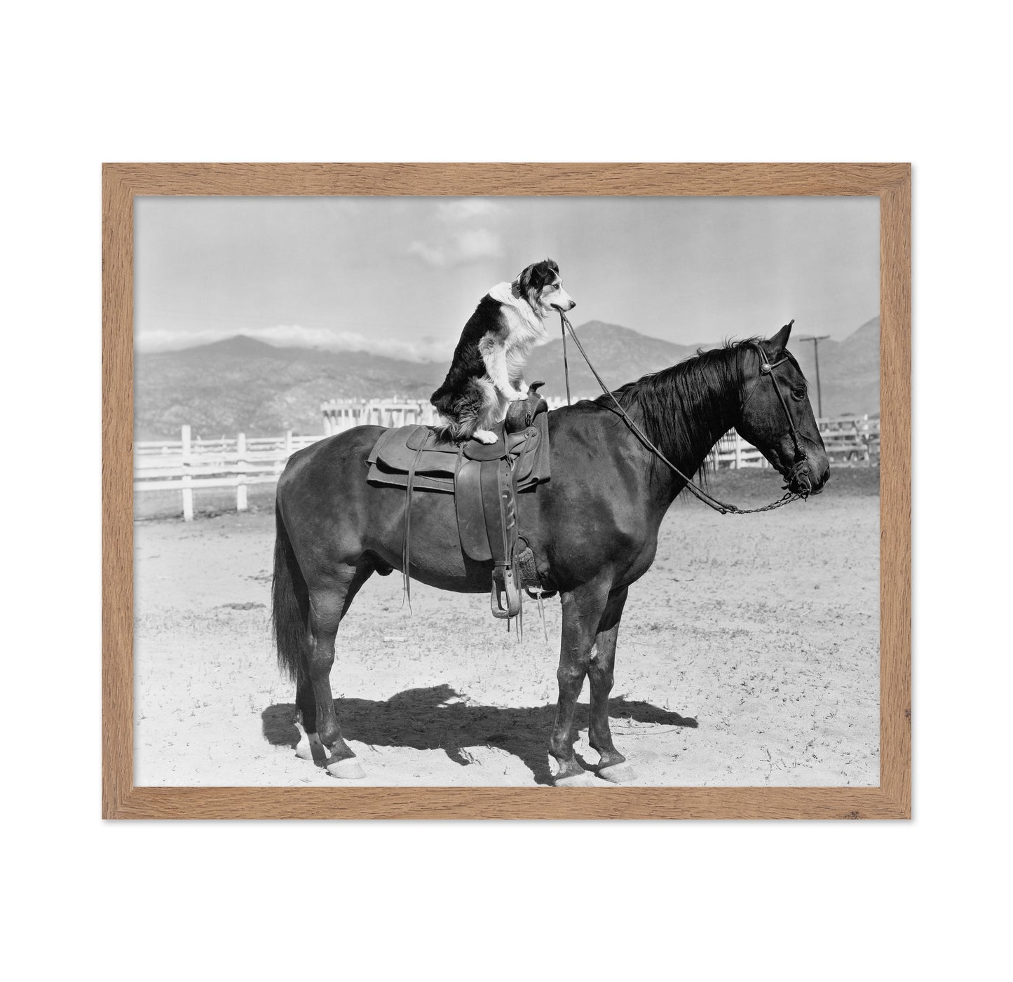 Saddle Up