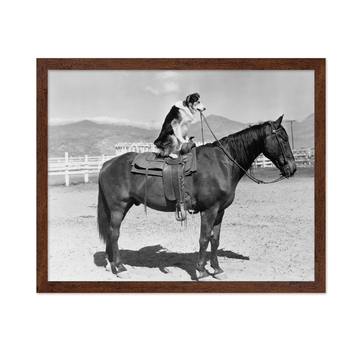 Saddle Up