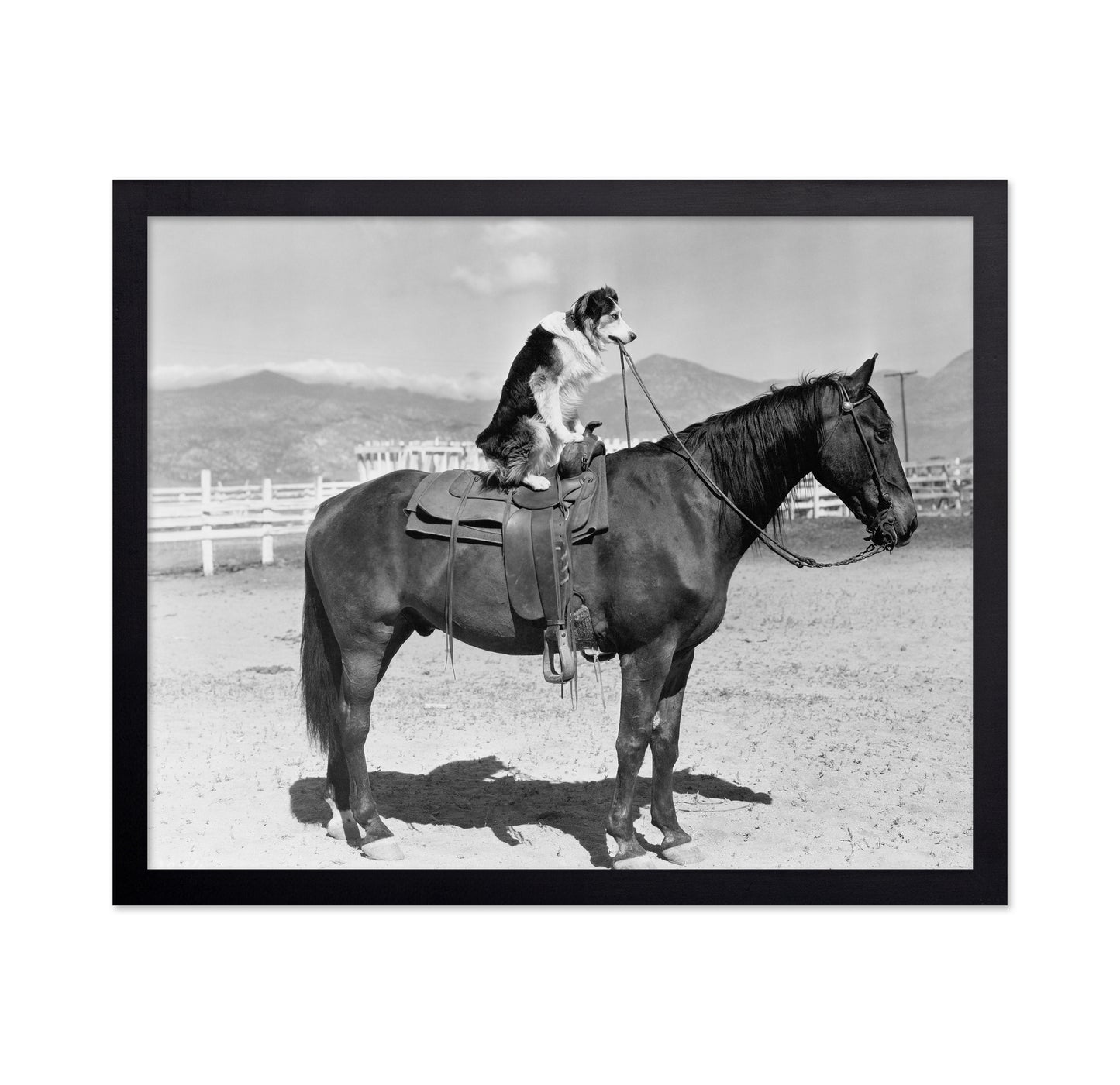 Saddle Up