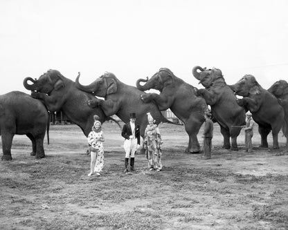 Circus Elephants 1930s