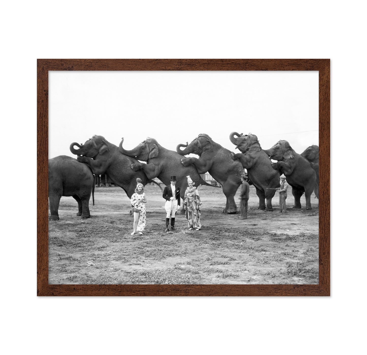 Circus Elephants 1930s
