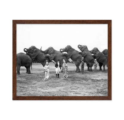 Circus Elephants 1930s