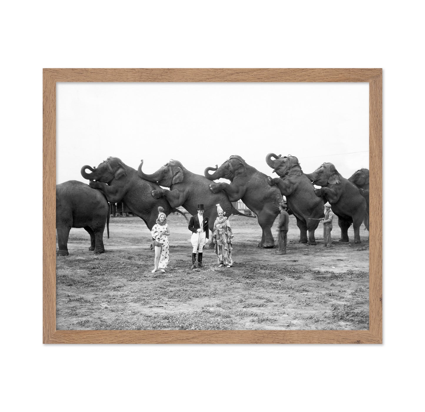 Circus Elephants 1930s
