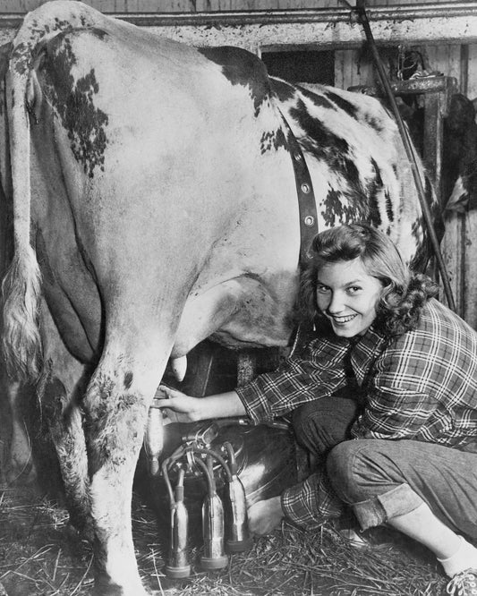 Milking Time 1940s
