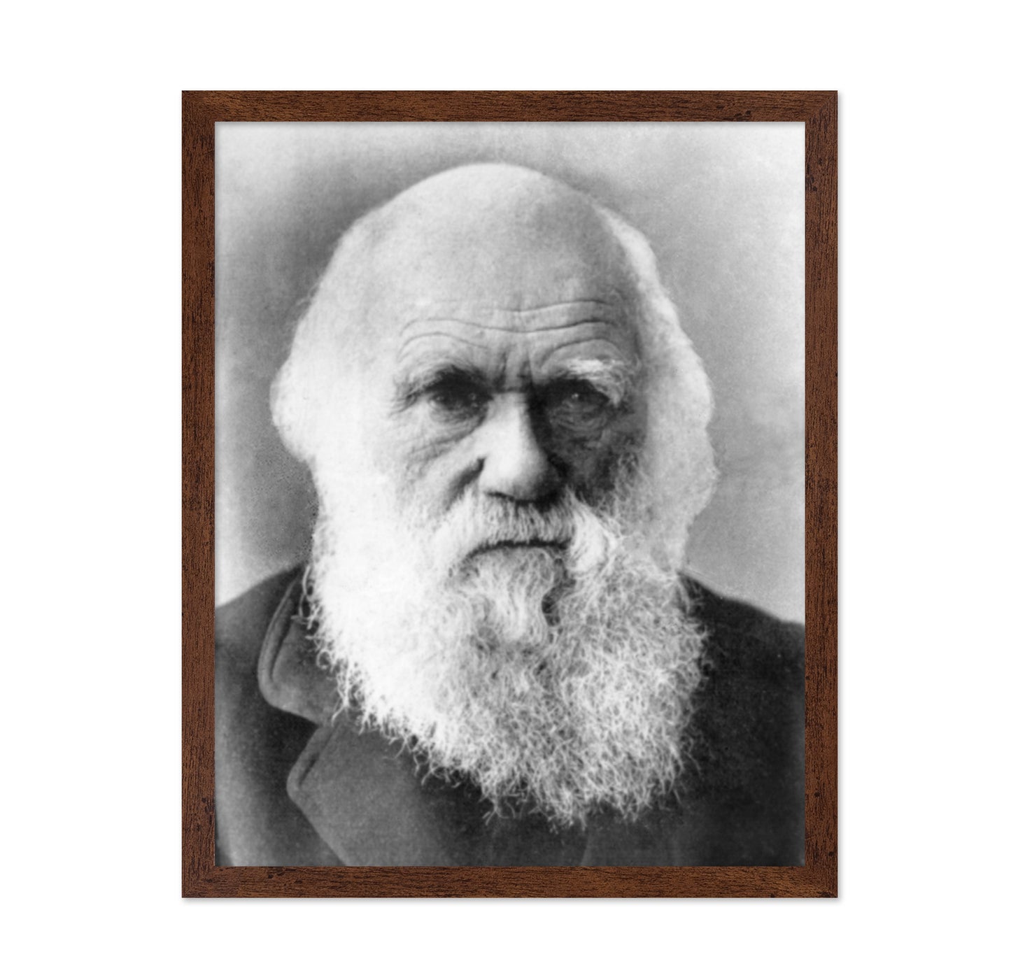 Charles Darwin 1870