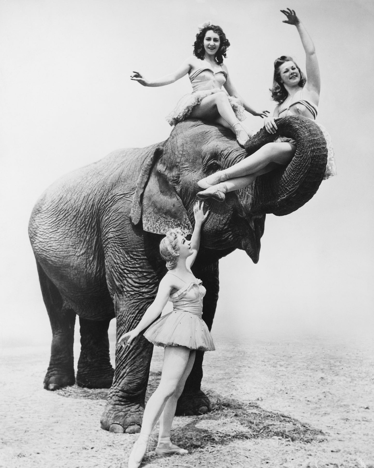 Free Ride Elephant 1930