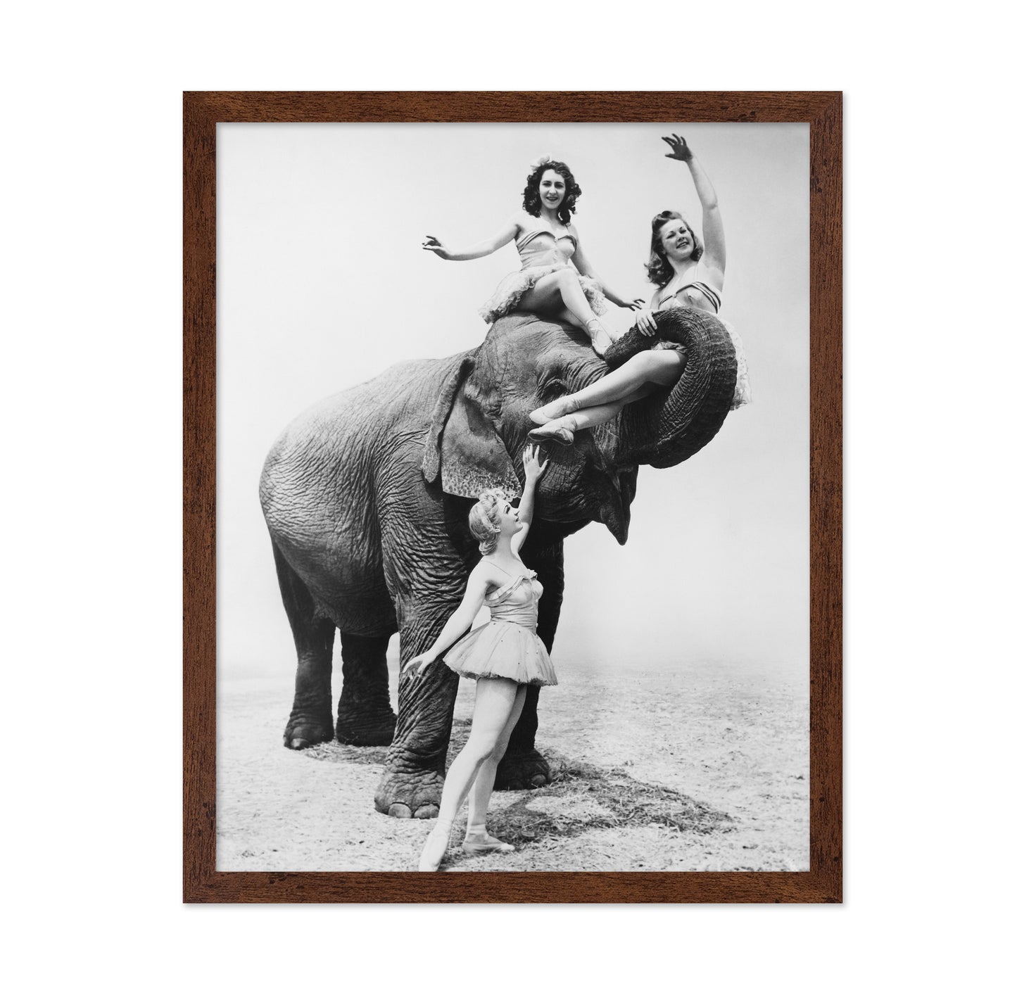Free Ride Elephant 1930