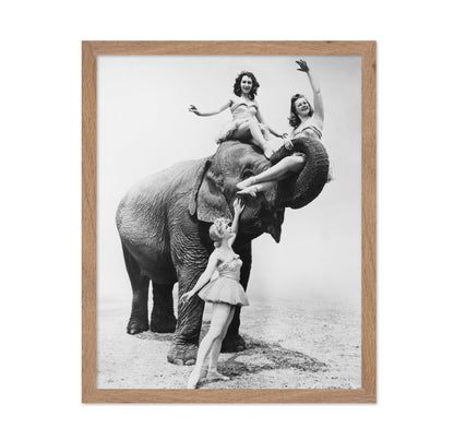 Free Ride Elephant 1930