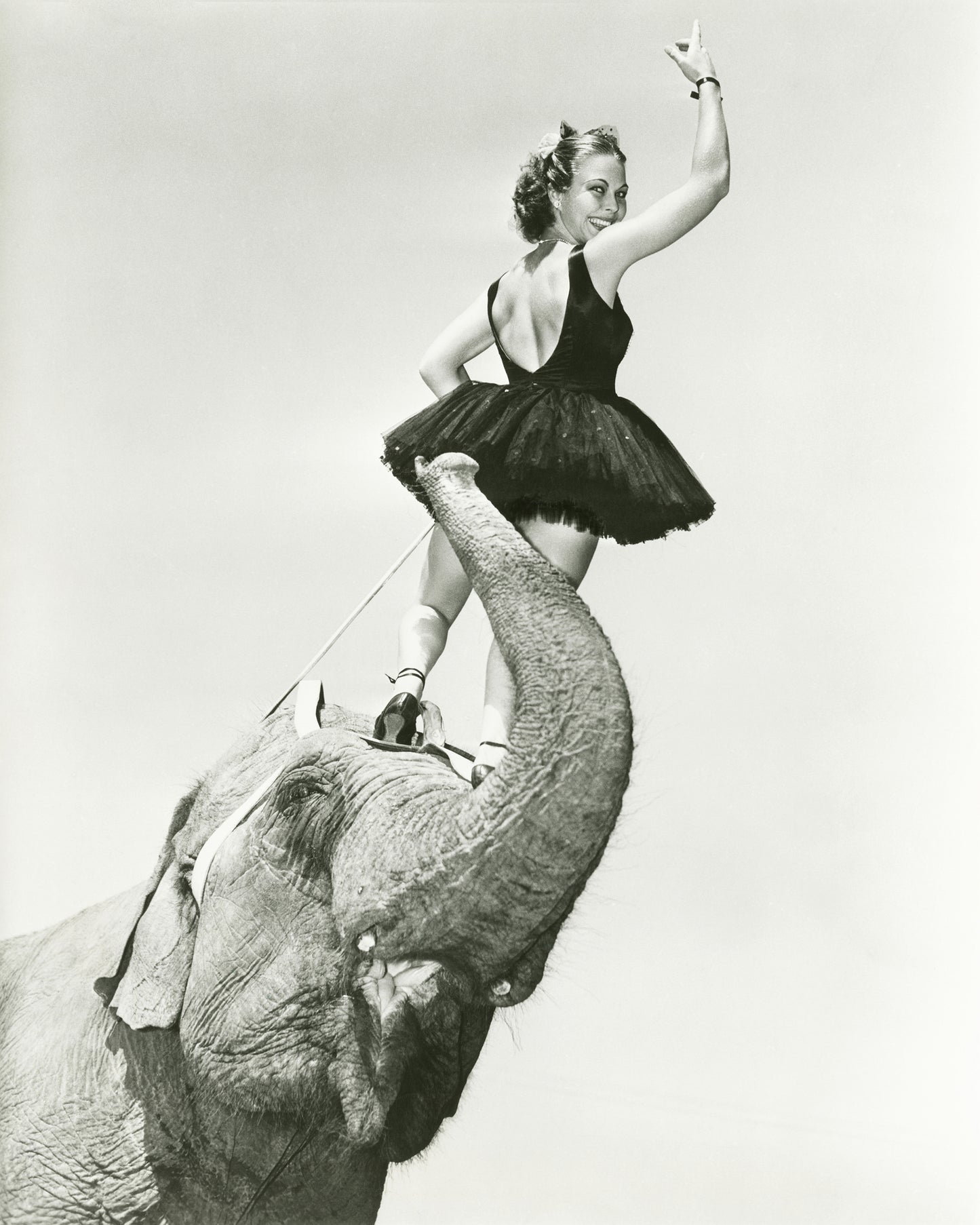 Circus Elephant 1930s