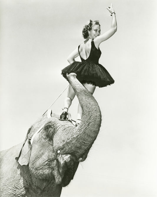 Circus Elephant 1930s
