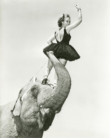 Circus Elephant 1930s