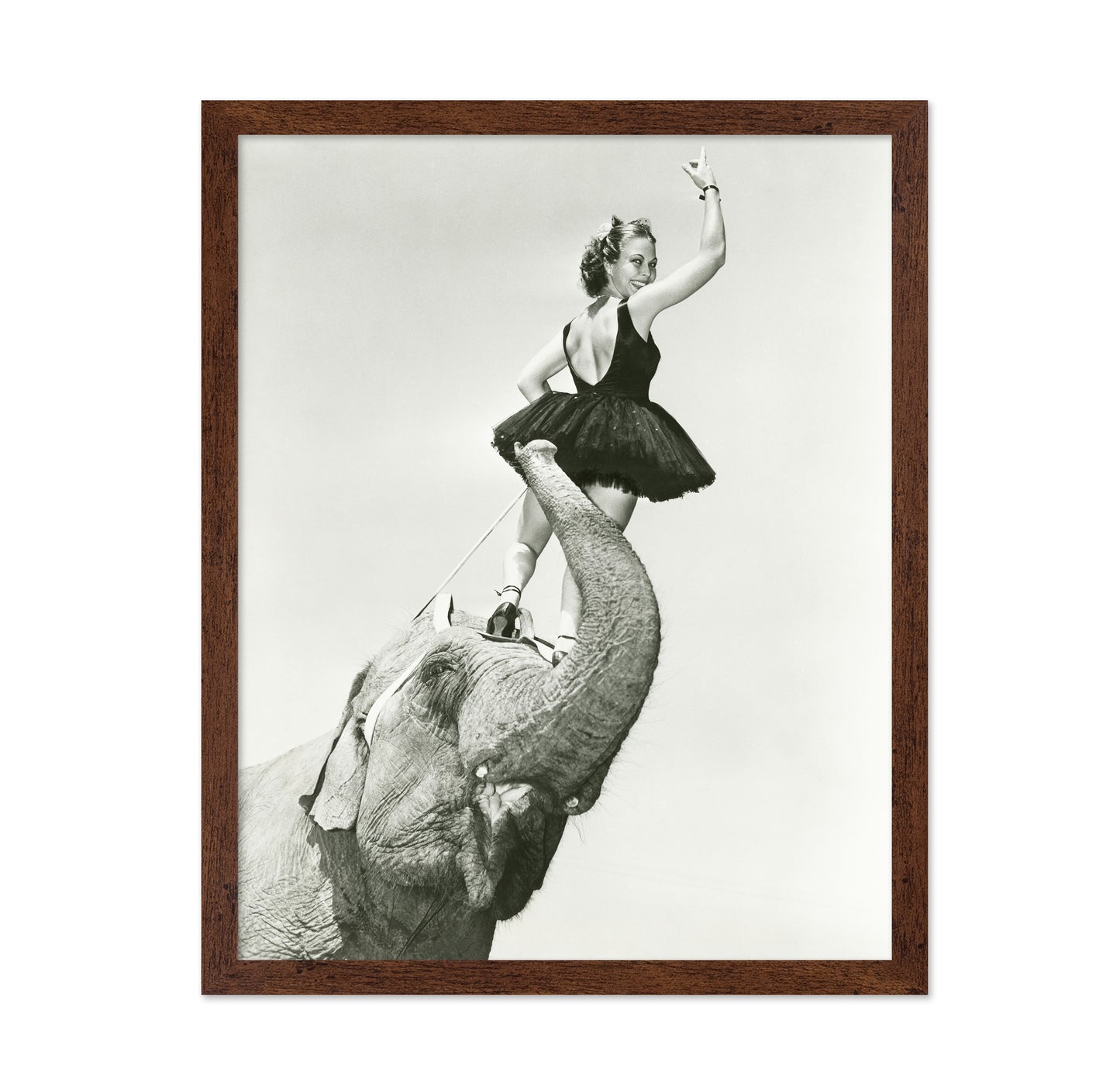 Circus Elephant 1930s