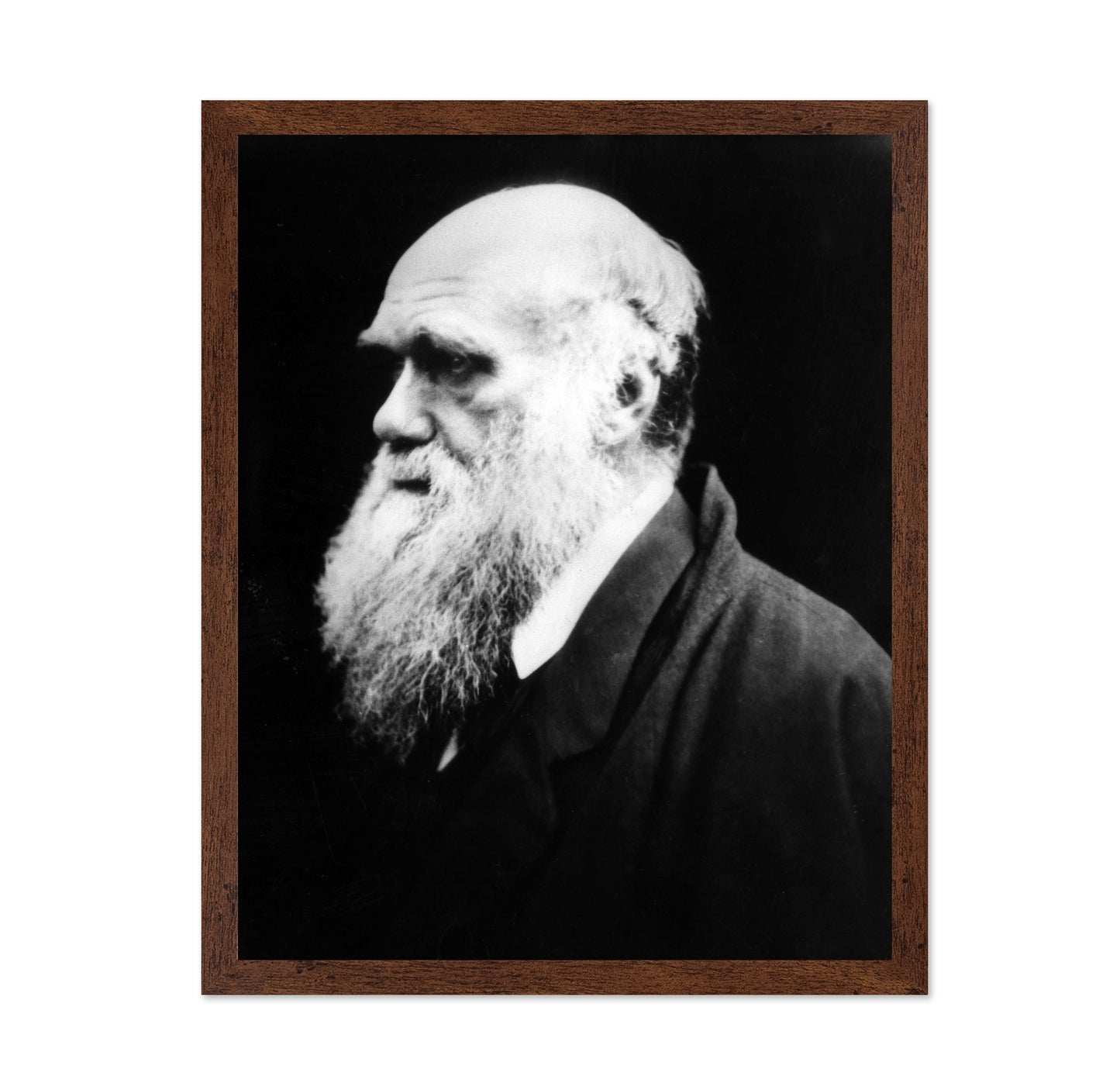 Charles Darwin 1880