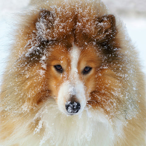 dog in snow